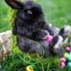 Easter Bunny