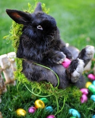 Easter Bunny
