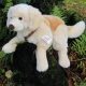 Large Golden Retriever