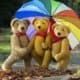 Billy_Bear-CardFacebook
