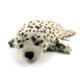 Little Harbour Seal