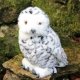 Beautiful Wildlife Snowy Owl