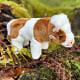 Cute Cow Soft Toy