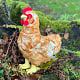Great Big Hen