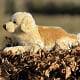 Large Golden Retriever Dog