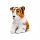 Long Hair Collie Sheepdog