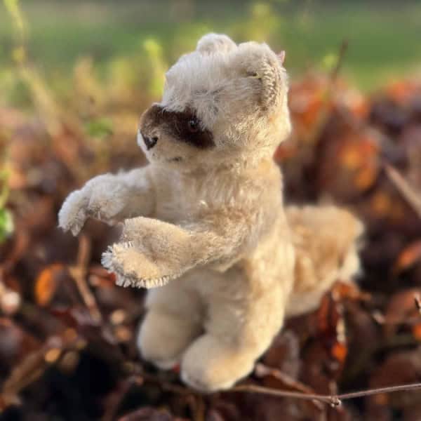 Vintage Steiff Raccoon Raccy