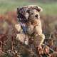 Little Rascal Bear Floppy