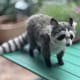 Large Hansa Standing Raccoon