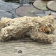 Steiff Sleepy Teddy Bear