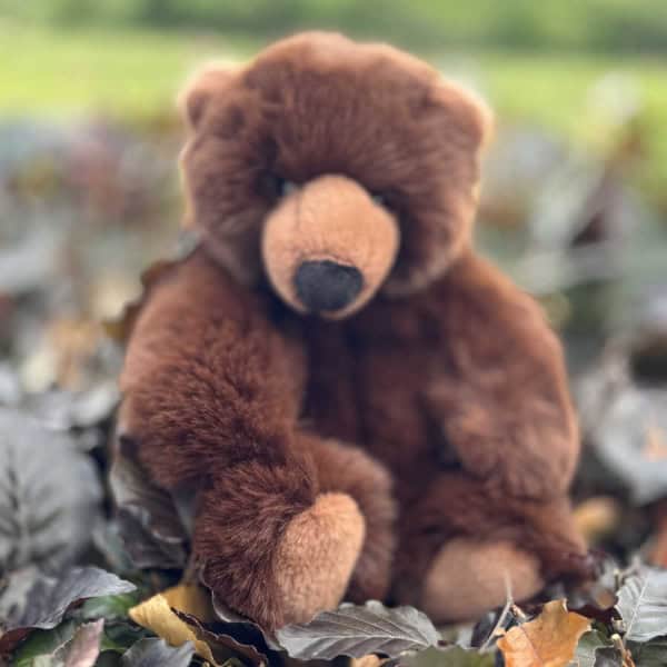 Brown Bear Cub